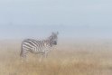 108 Masai Mara, zebra